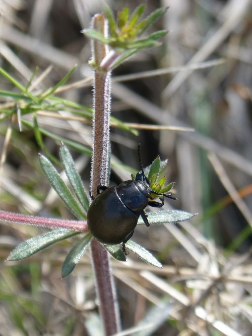 beetle black beetle nature