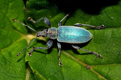 beetle  insect  macro