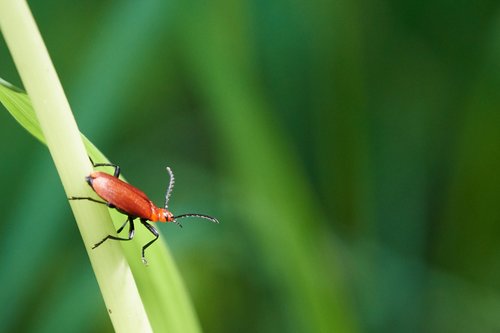 beetle  grass  nature