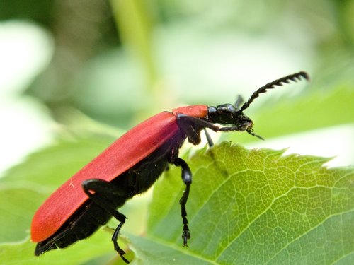 beetle  scarlet fire beetle  insect