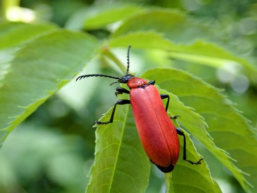 beetle  scarlet fire beetle  insect