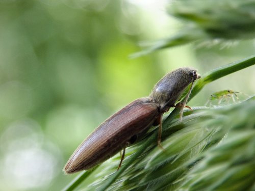 beetle  insect  macro