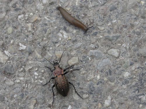beetle snail hunting