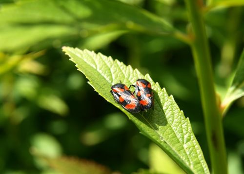 beetle black red close