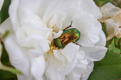 beetle  rose  white