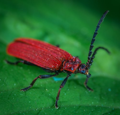 beetle  insect  macro