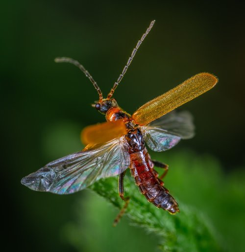 beetle  coleoptera  insect