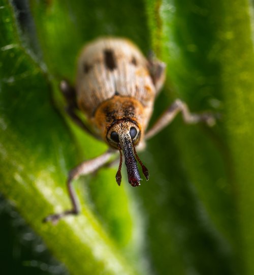 beetle  insect  coleoptera