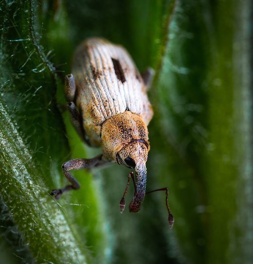 beetle  insect  coleoptera