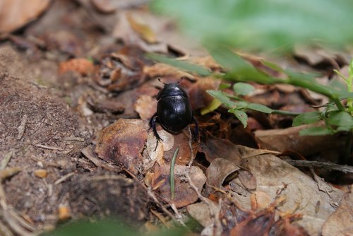 beetle  forest  nature