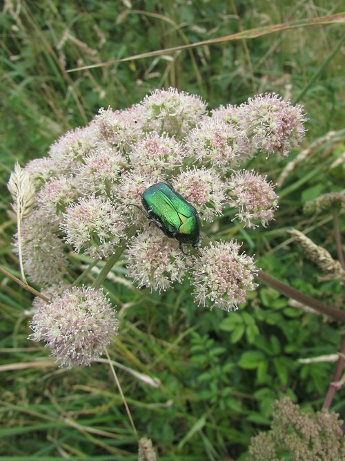 beetle  insect  iridescent green