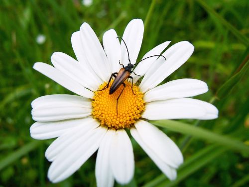 beetle black beetle flower