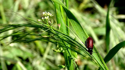 beetle  grass  meadow