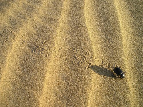 beetle desert sand pattern