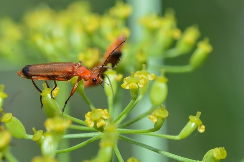 beetle  macro  insect
