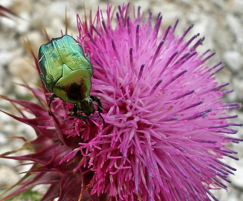 beetle  insect  flower