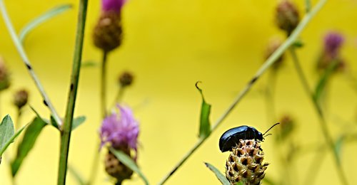 beetle  insects  flower