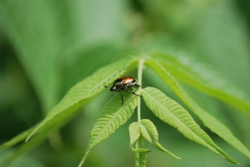 beetle  leaf  bug