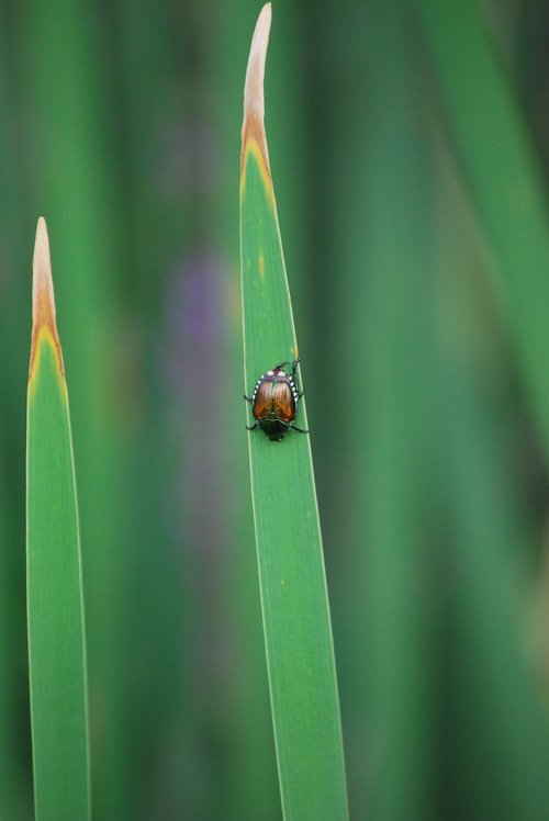 beetle  grass  blade of grass