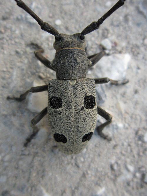 beetle  coleoptera  morimus funereus