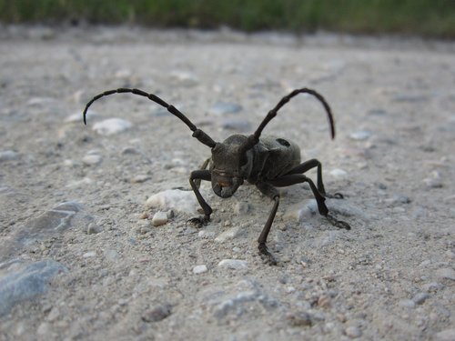beetle  coleoptera  morimus funereus