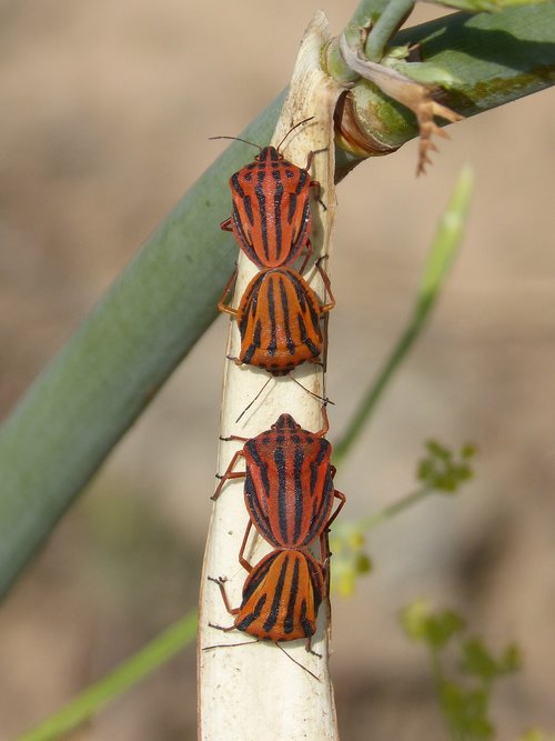 beetle  striped  insect