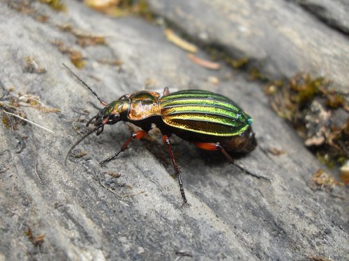 beetle  wood  insect