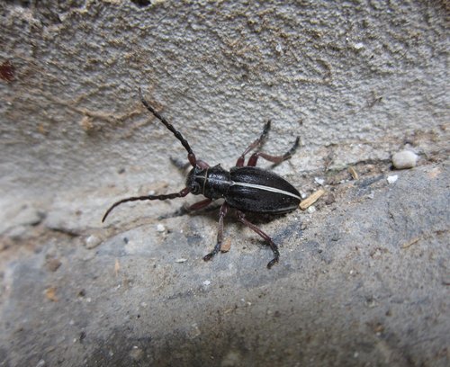 beetle  insect  bug