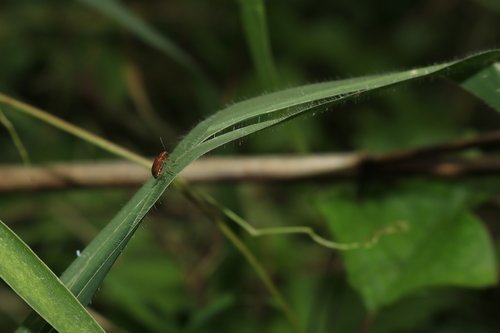 beetle  green leaf  neck