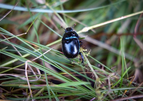 beetle  black beetle  insect