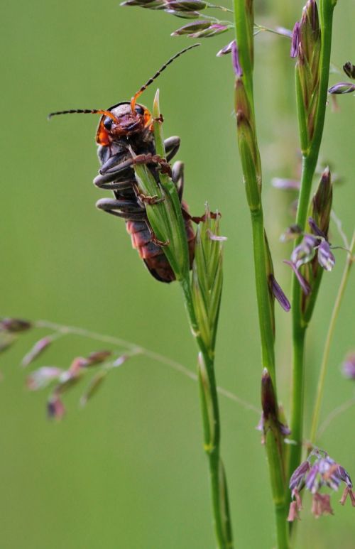 beetle insect animal
