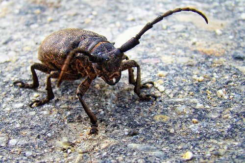 beetle  strigun  insect