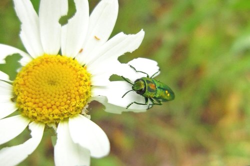 beetle  buprestidae  jewel beetle