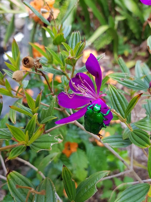 beetle  garden  flowers