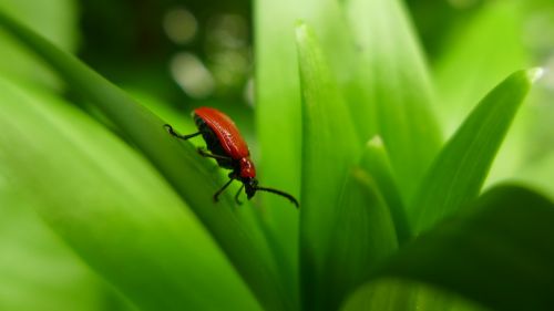 beetle lily beetle red