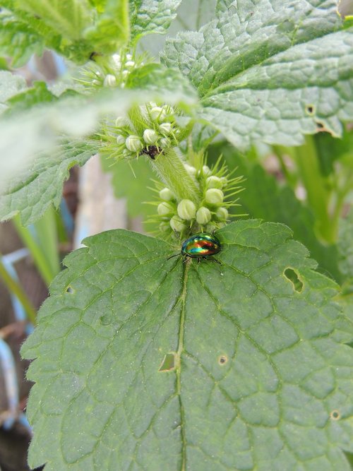 beetle  plant  insect