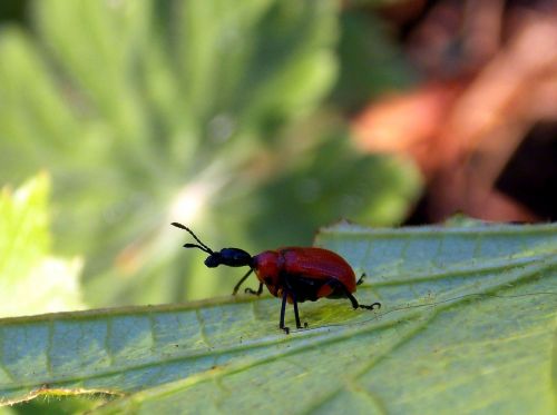 beetle leaf roller hazel leaf-roller