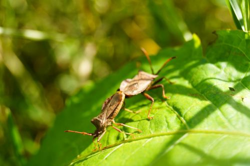 beetle pairing insect