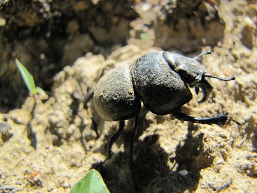 beetle earth animal