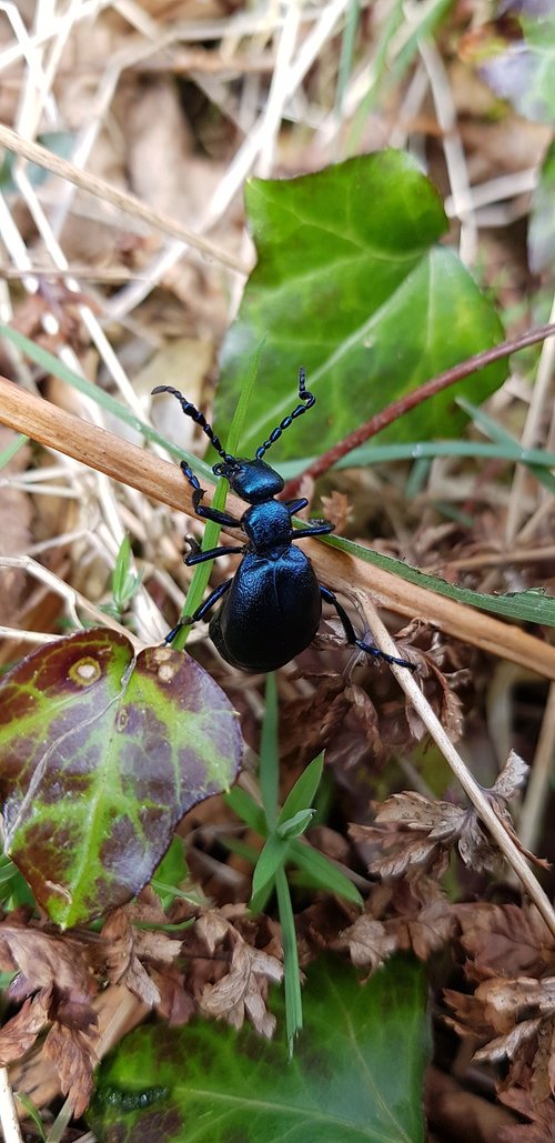 beetle  bug  insect