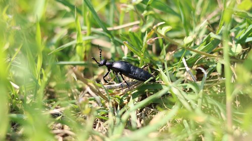 beetle  grass  nature