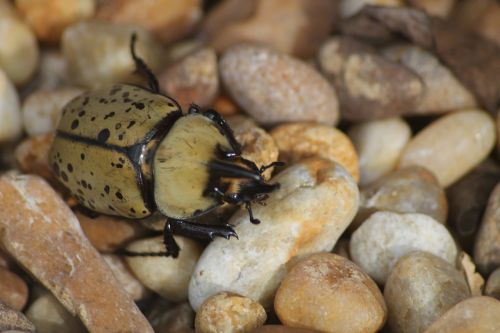 beetle outdoor nature