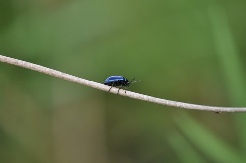 beetle  nature  animal