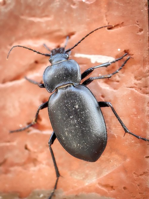 beetle  animal  insect