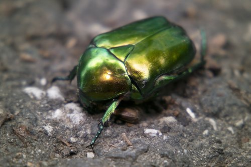 beetle  zlatoň plain  zlatoň