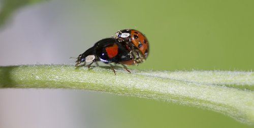 beetle  pairing  insect