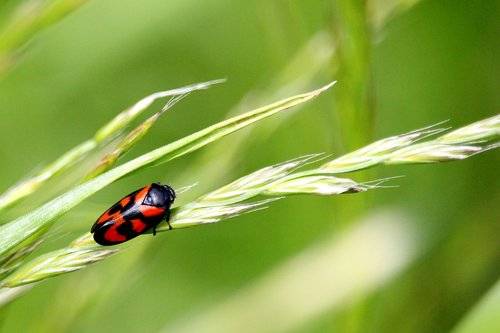 beetle  grass  black red
