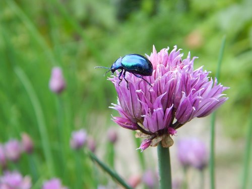 beetle  leaf beetle  blue