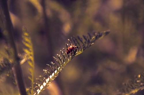 beetle  ladybug  dusk