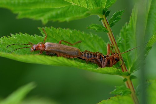 beetle  pairing  nature